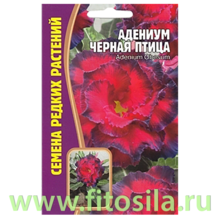 Адениум Чёрная Птица 3 шт (семена для проращивания)